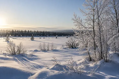 Коллекция ASCOMAX NORD
